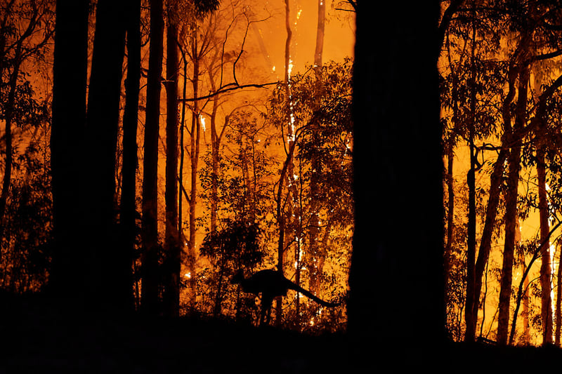 bush fire