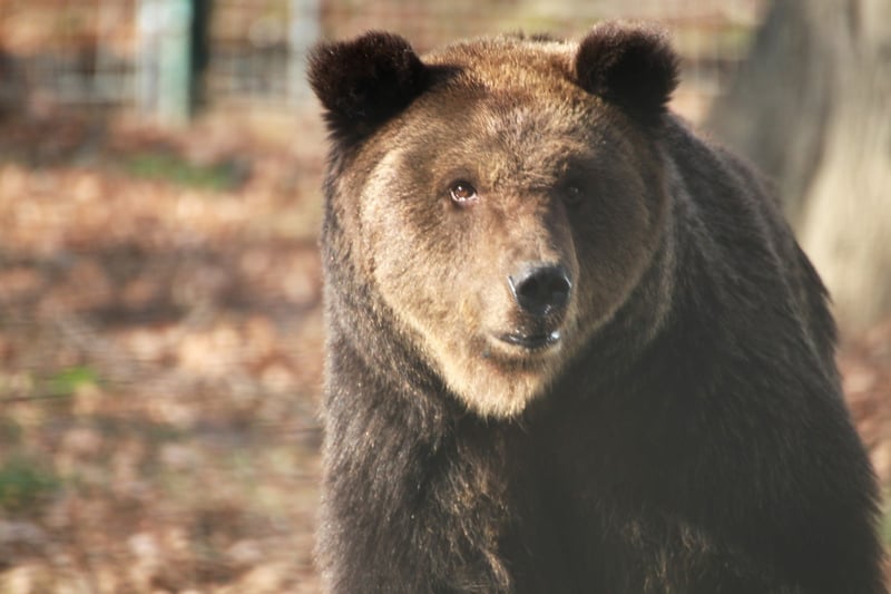 libearty
