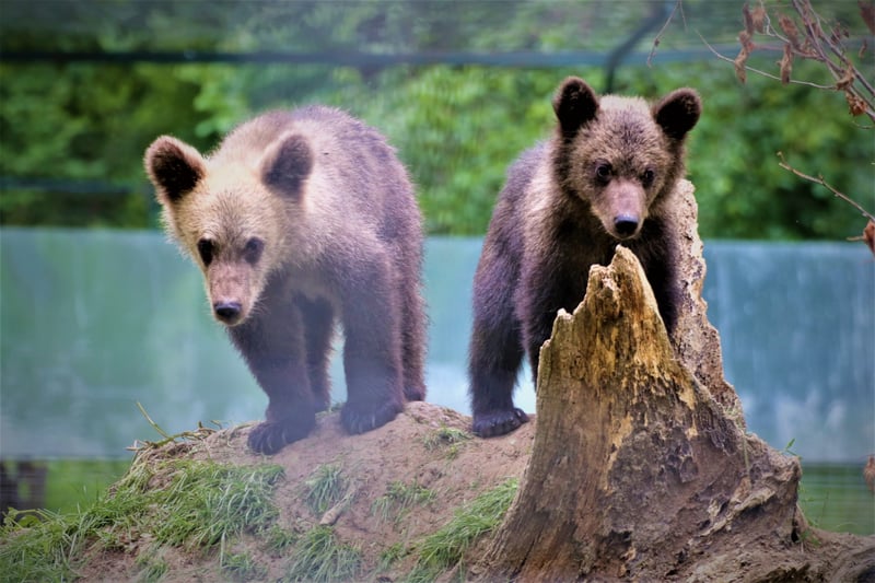 libearty
