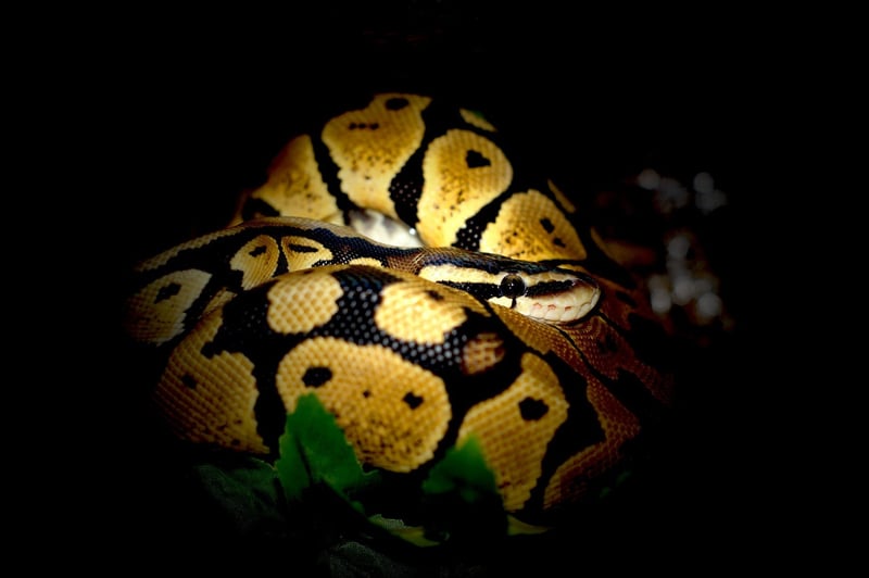 ball python