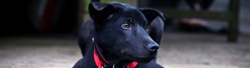 世界动物保护协会:科学管理是解决流浪犬问题最有效的方法