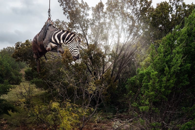 zebra