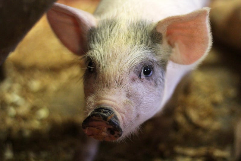 pig