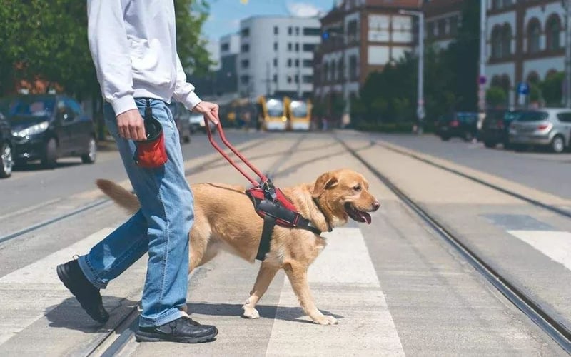 guide dog