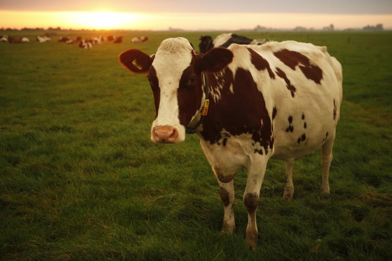 cow
