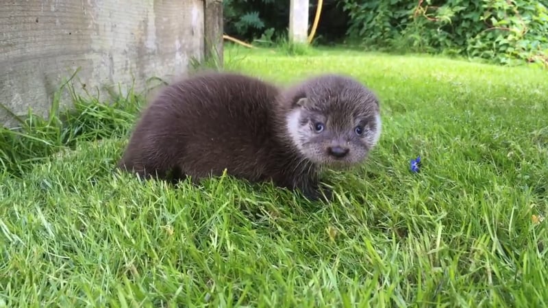 otter