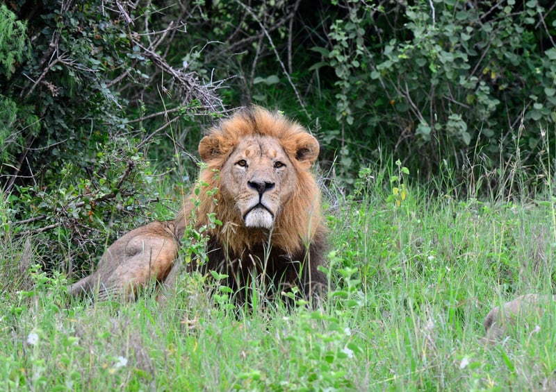 lion