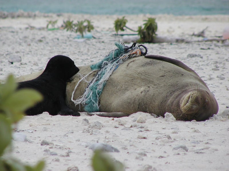 seal
