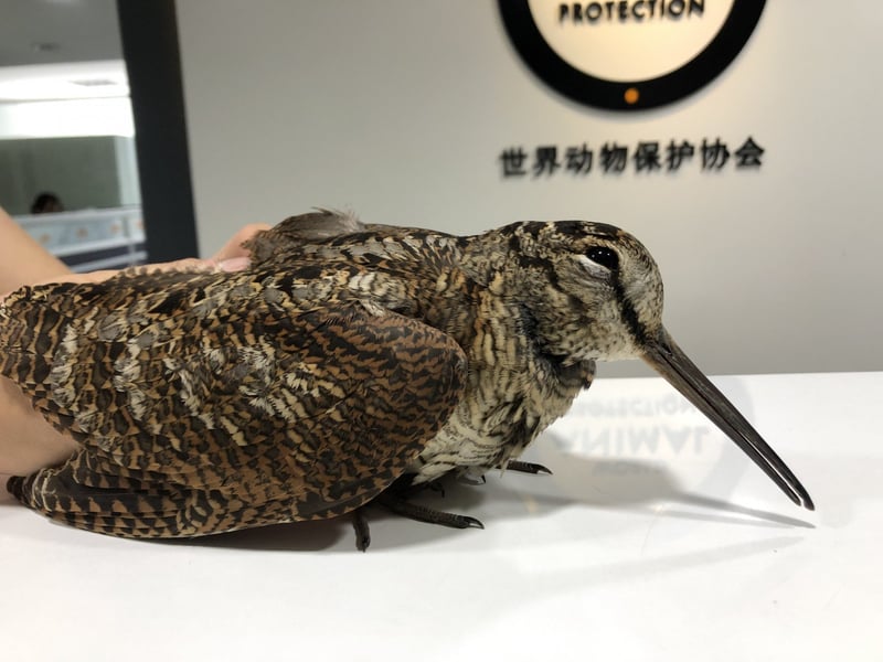 bird