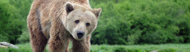 bear