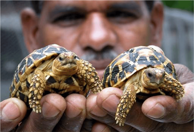 indian turtle