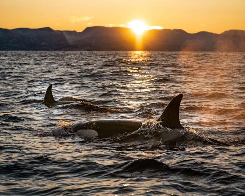 orcas