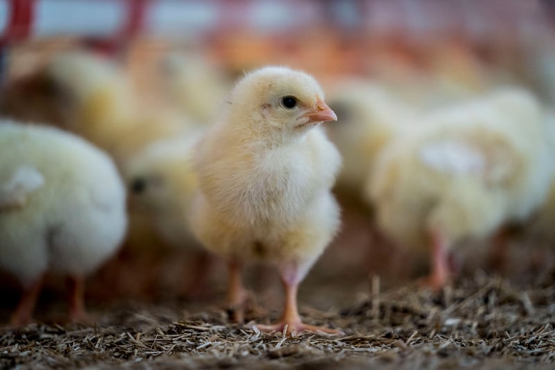 Windstreek high welfare chicken farm, Netherlands