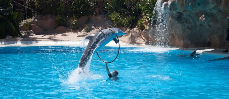 Dolphin show in Tenerife
