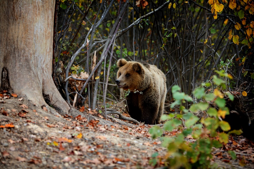 bear in the woods